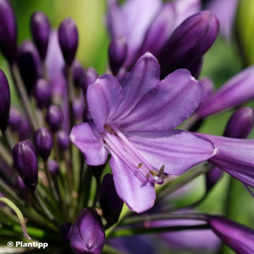 Agapanthus Poppin’ Purple (Flowering)