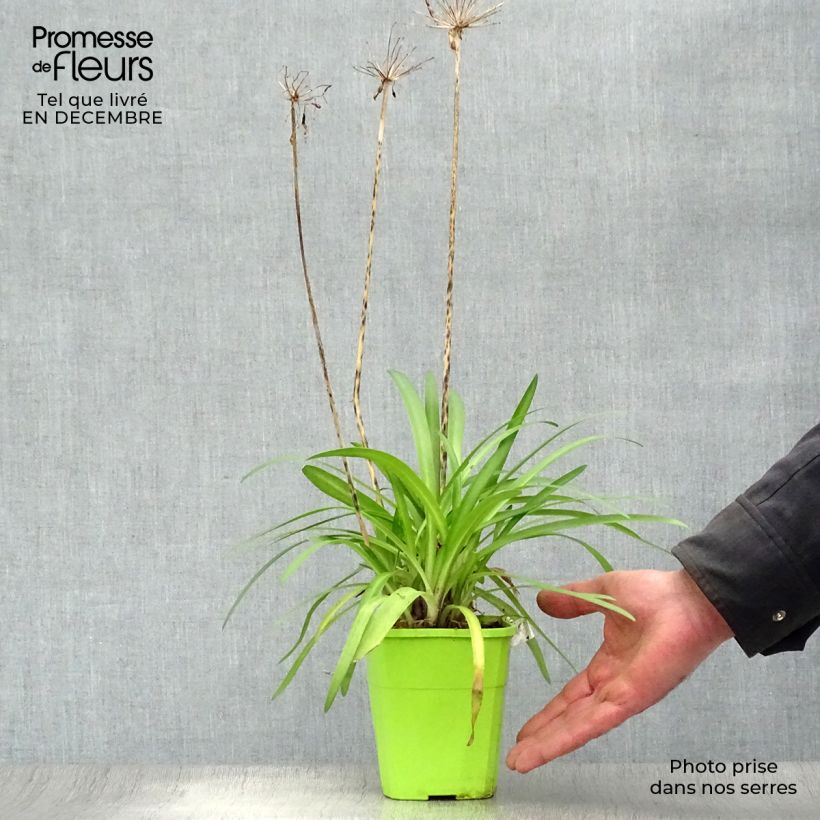 Agapanthe hybride Poppin' Purple en pot de 1,5L/2L sample as delivered in winter