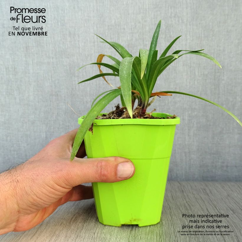 Agapanthe hybride Poppin' Purple en pot de 1,5L/2L sample as delivered in autumn