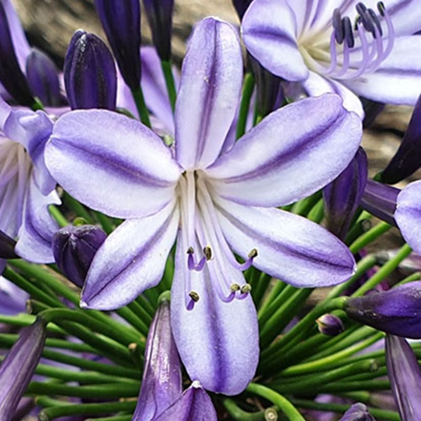 Agapanthus Poppin’ Star (Flowering)