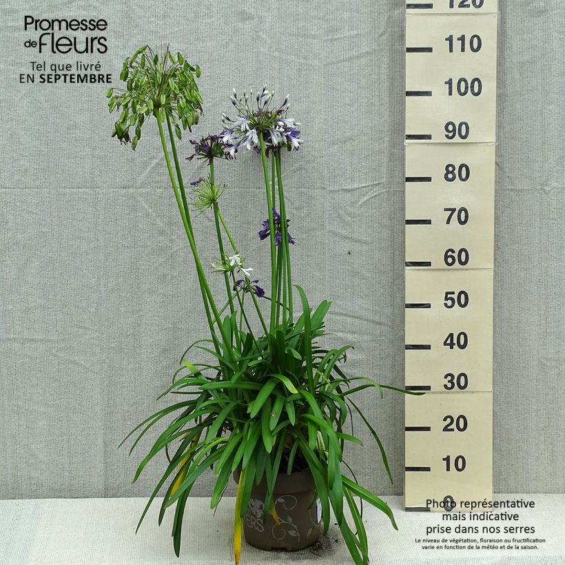 Agapanthe hybride Three Sisters  - Pot de 6L/7L sample as delivered in autumn