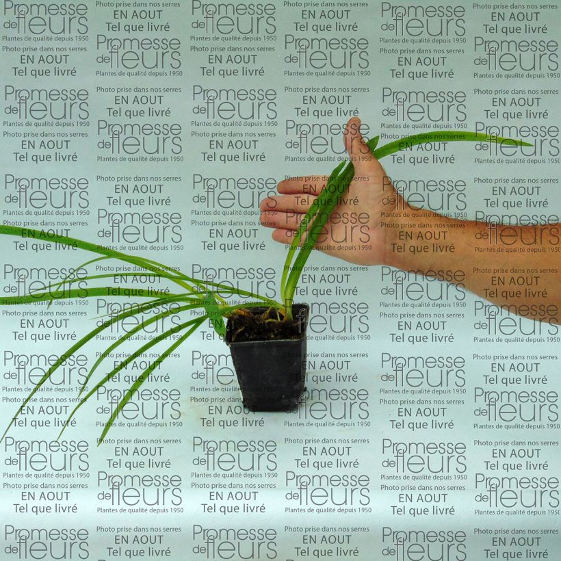 Example of Agapanthus inapertus Graskop specimen as delivered