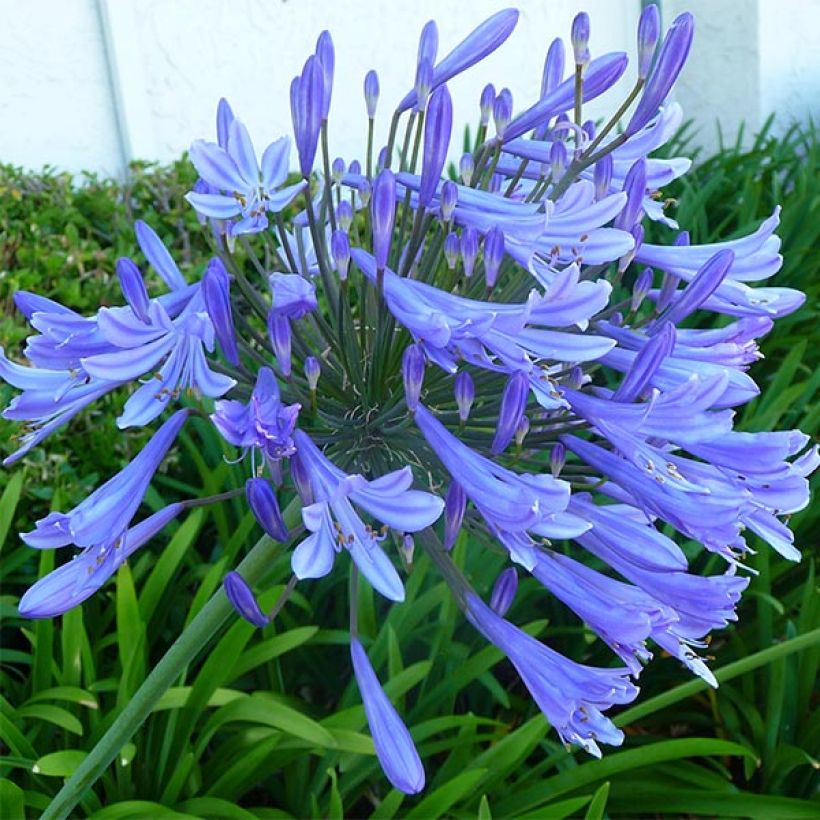 Agapanthus Blue Giant (Flowering)