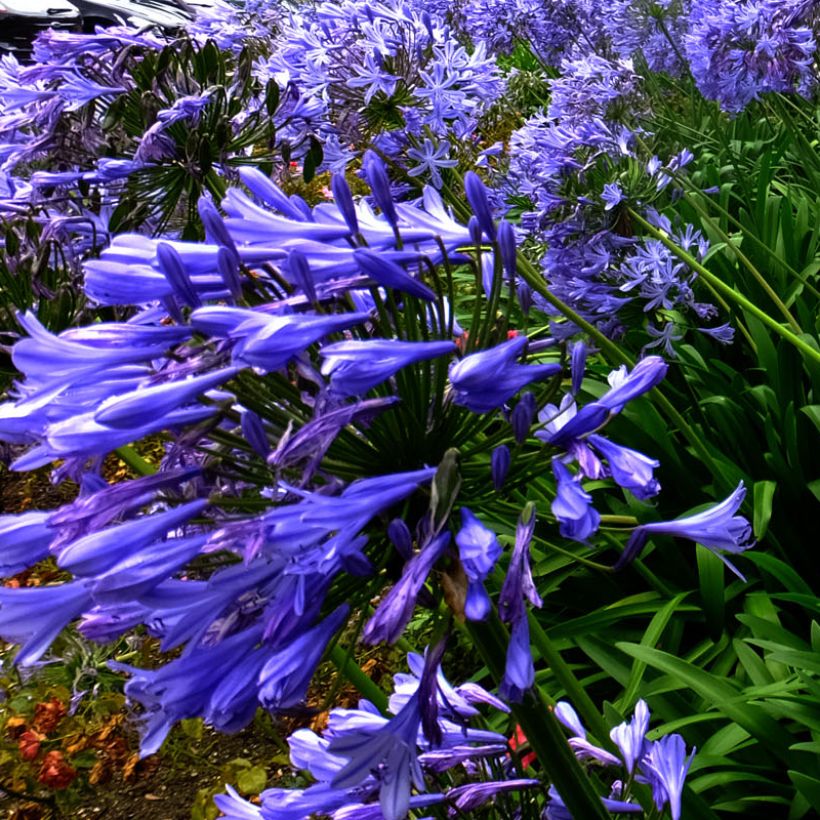 Agapanthus Blue Triumphator (Flowering)