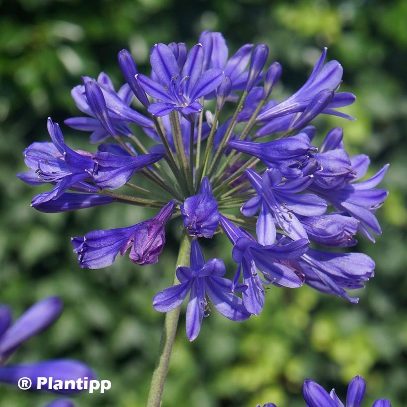 Agapanthus Brilliant Blue (Flowering)