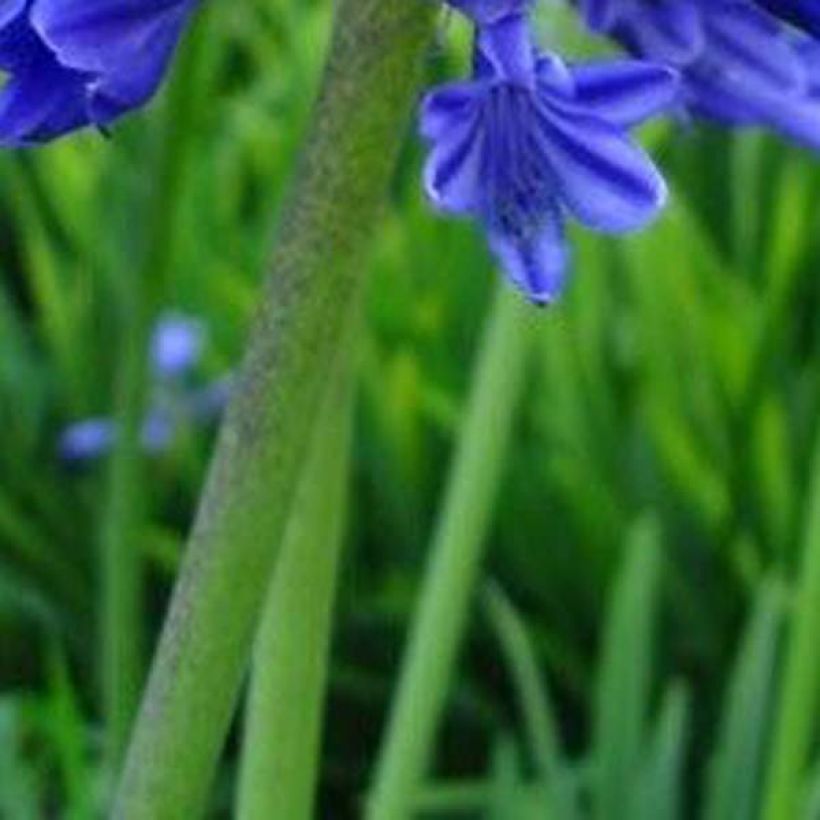 Agapanthus Midnight Blue (Foliage)