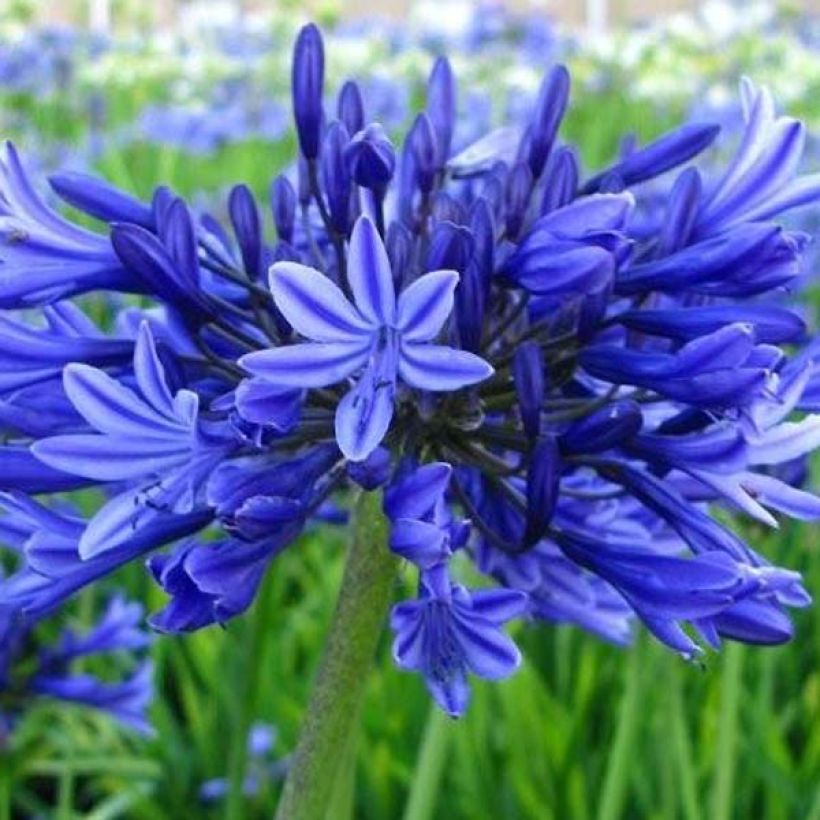 Agapanthus Midnight Blue (Flowering)