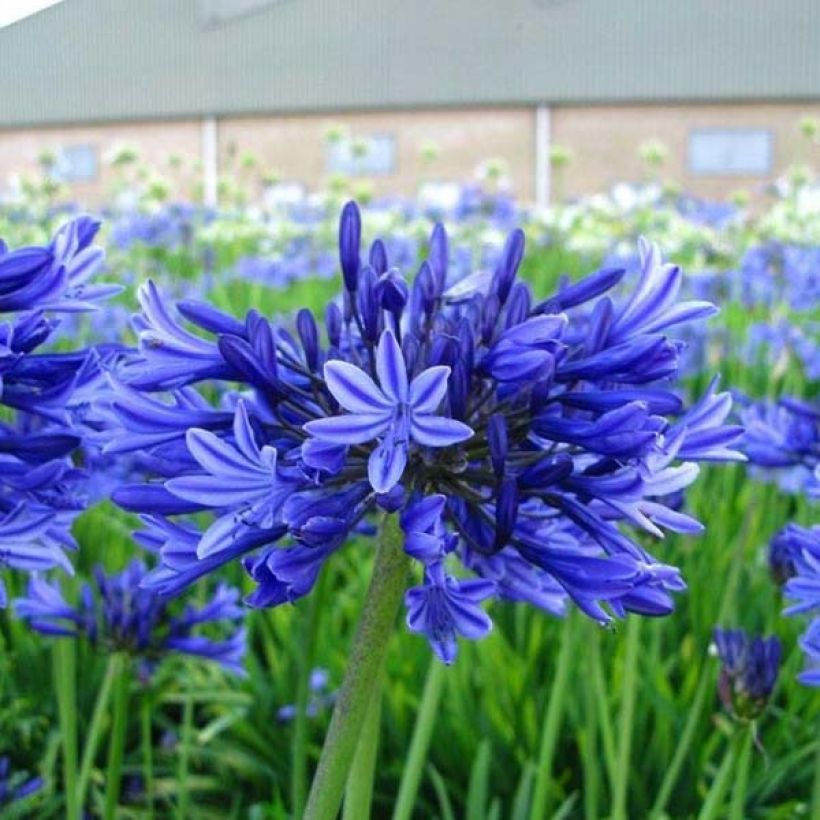 Agapanthus Midnight Blue (Plant habit)