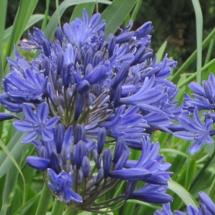 Agapanthus Navy Blue (Flowering)