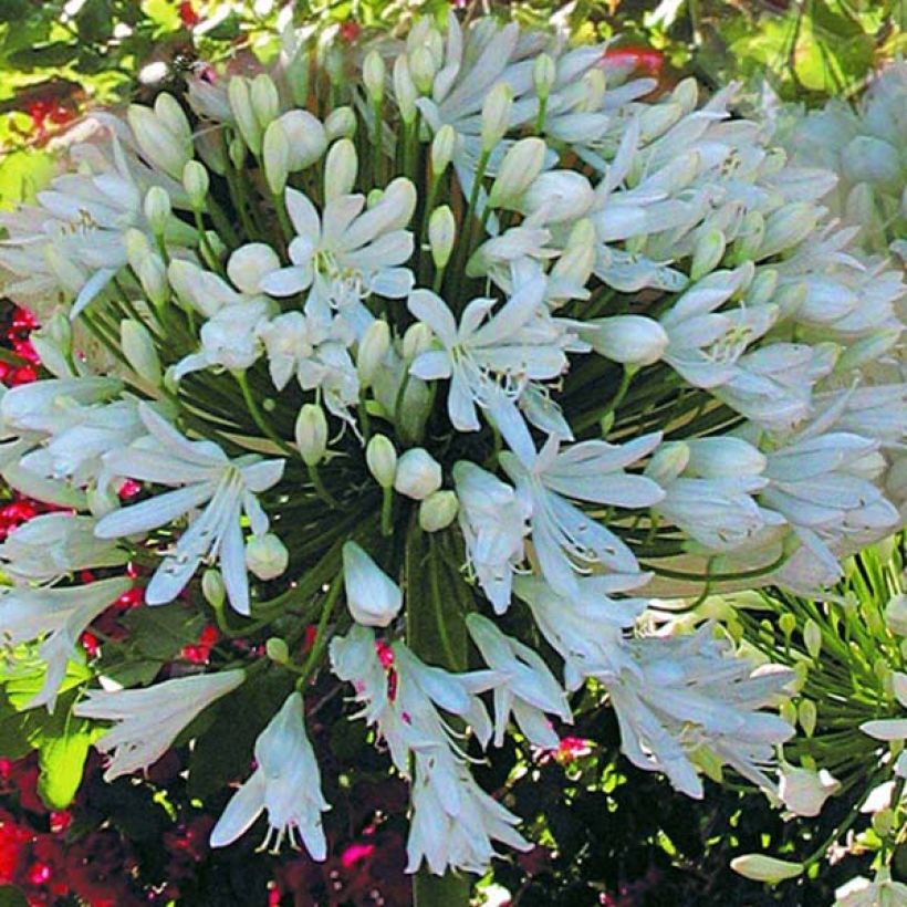 Agapanthus White Heaven (Flowering)