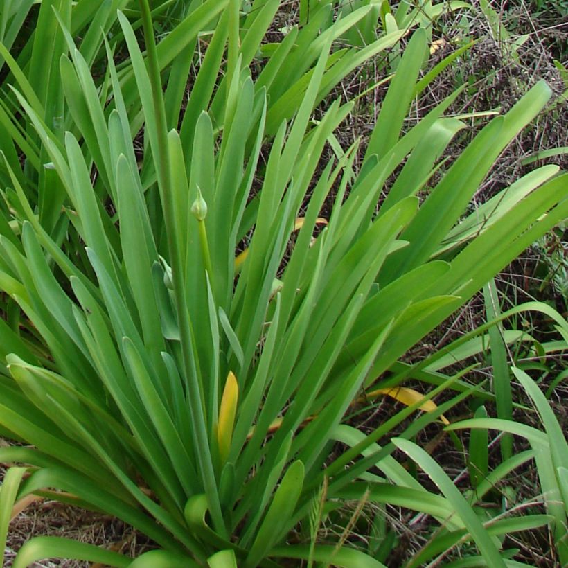 Agapanthus campanulatus var. albidus (Foliage)