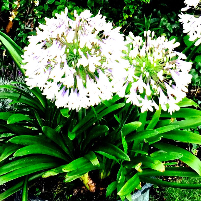 Agapanthus campanulatus var. albidus (Plant habit)