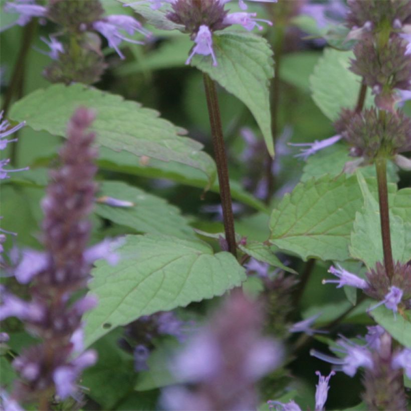 Agastache rugosa After Eight  (Foliage)