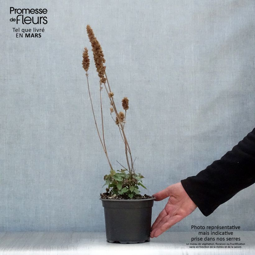 Agastache Blue Boa Pot de 2L/3L sample as delivered in spring