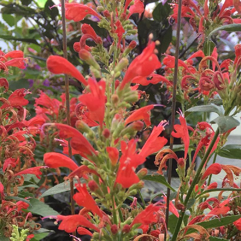 Agastache Kudos Red (Flowering)