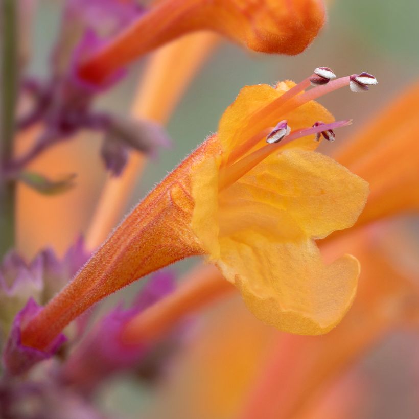 Agastache aurantiaca Apricot Sprite (Flowering)