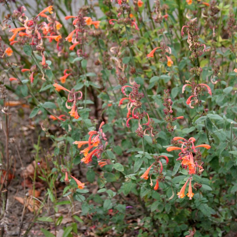 Agastache aurantiaca Apricot Sprite (Plant habit)