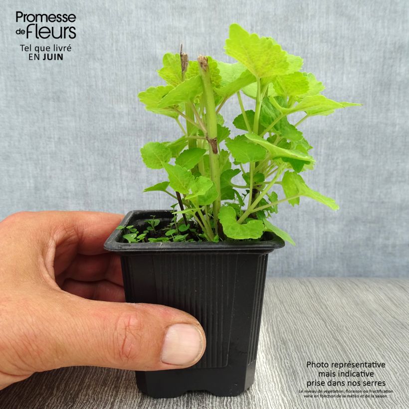 Agastache foeniculum Golden Jubilee 7/8 cm pot sample as delivered in summer
