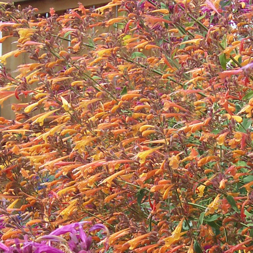 Agastache rupestris  (Flowering)