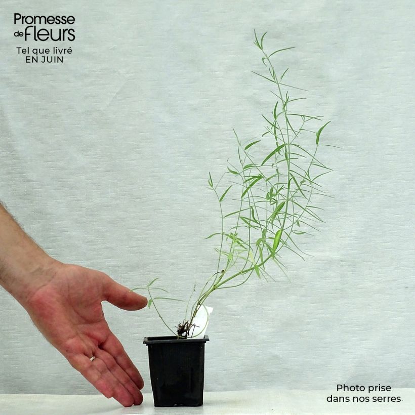 Agastache rupestris  8/9 cm pot sample as delivered in summer