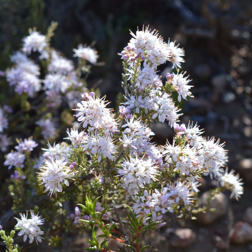 Agathosma capensis (Flowering)