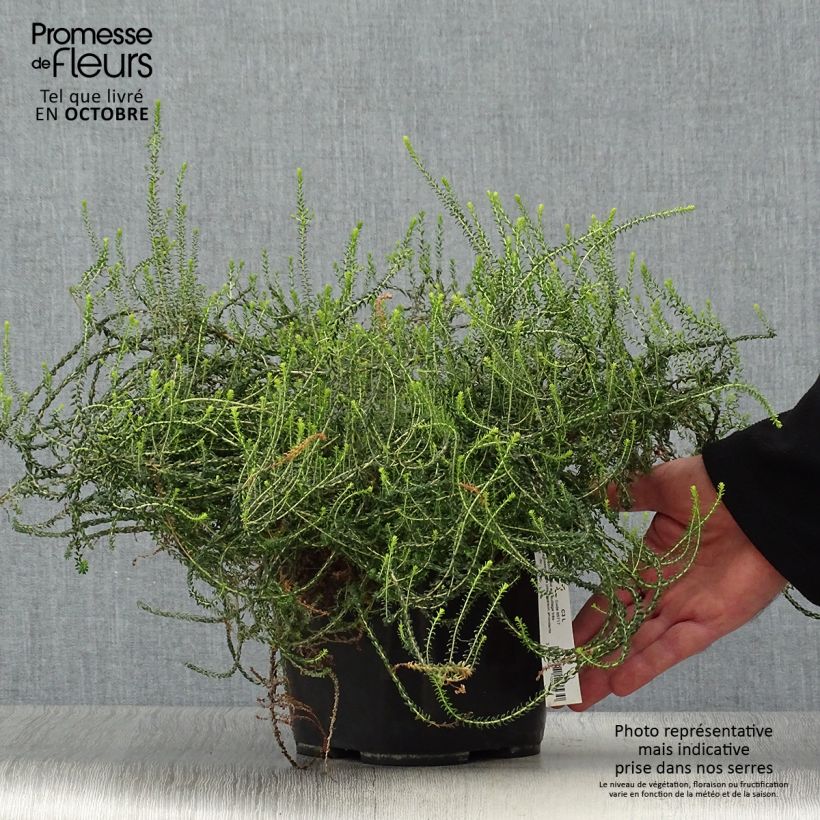 Agathosma capensis - Buchu du Cap Pot de 2L/3L sample as delivered in autumn