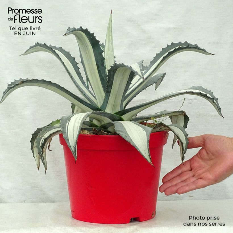 Agave americana Variegata - American Agave 7.5L/10L pot sample as delivered in summer