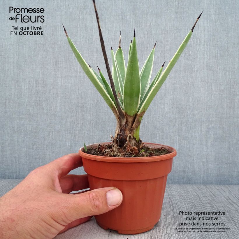 Agave angustifolia Marginata 12cm pot sample as delivered in autumn