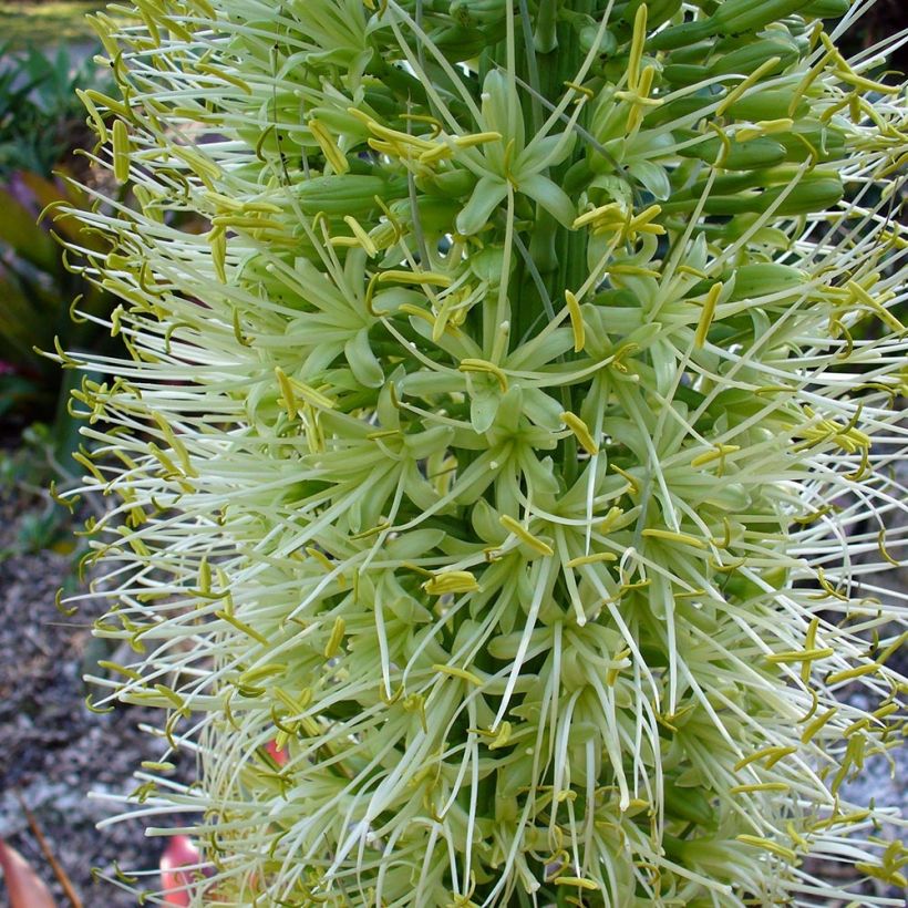 Agave attenuata (Flowering)