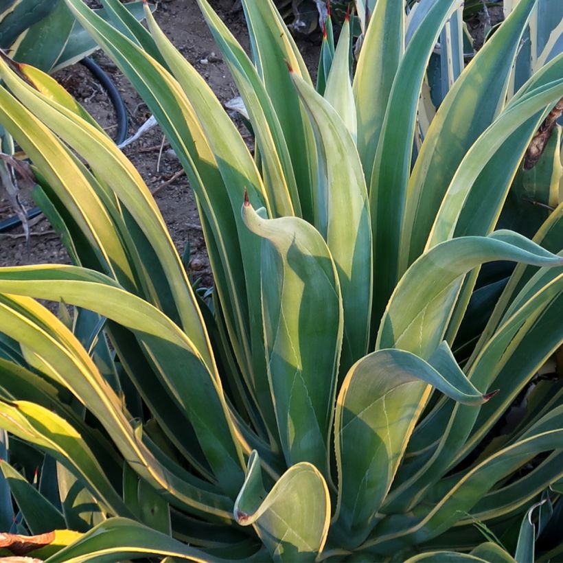 Agave desmetiana Variegata (Foliage)