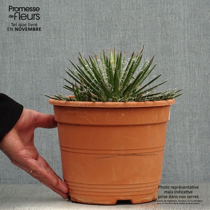 Agave filifera en pot de 1.5L/2L sample as delivered in autumn