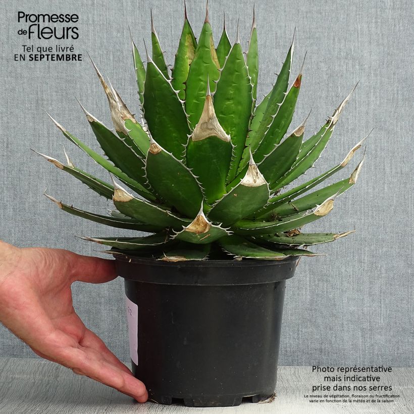 Agave horrida - Pot de 3L/4L sample as delivered in summer