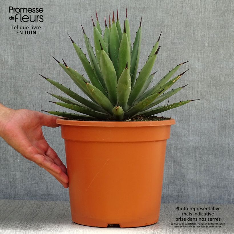 Agave macroacantha Pot de 7,5L/10L sample as delivered in summer