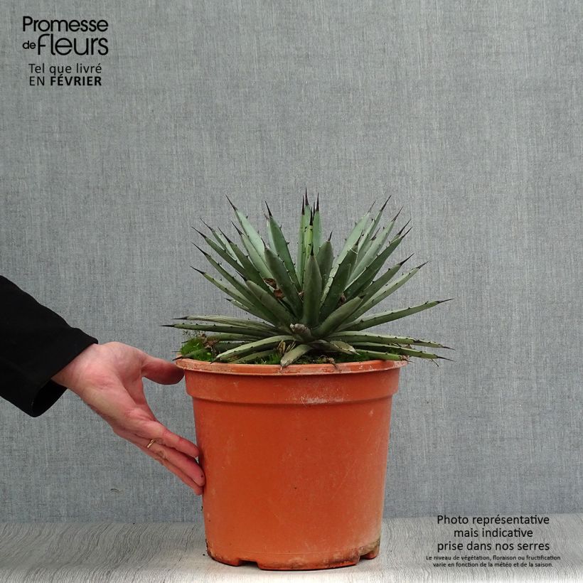 Agave macroacantha Pot de 7,5L/10L sample as delivered in winter