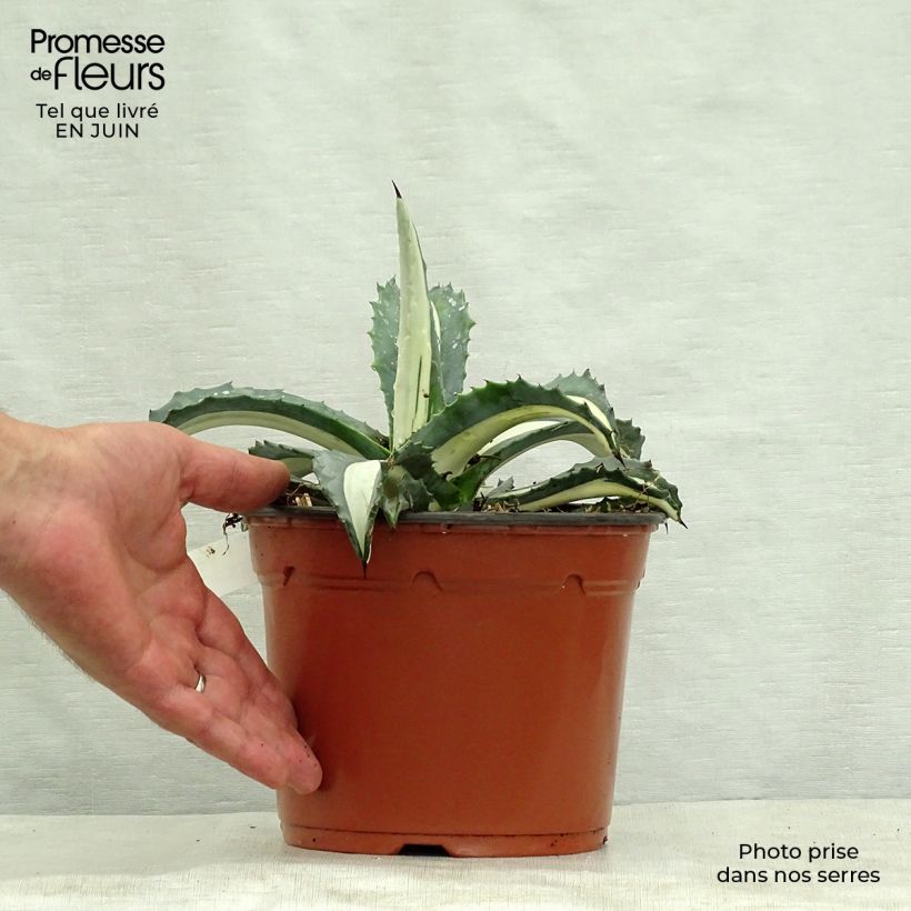 Agave Mediopicta Alba - American Agave 2L/3L potShipped height around 5/10cm sample as delivered in summer