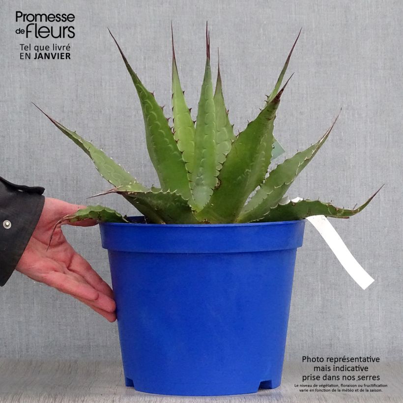 Agave montana Pot de 7,5L/10L sample as delivered in winter