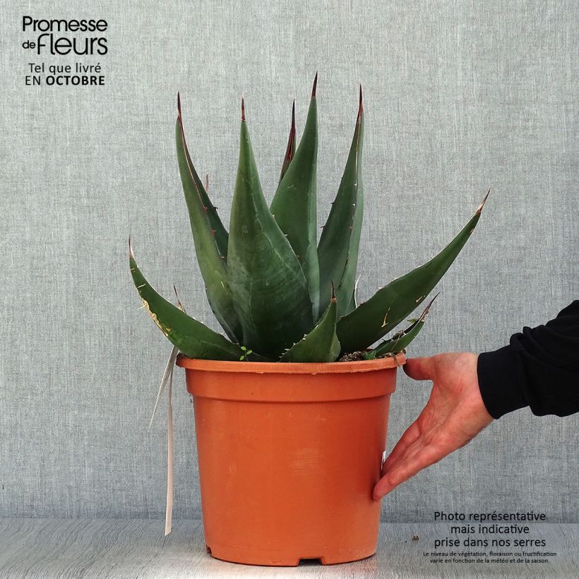 Agave montana Pot de 7,5L/10L sample as delivered in autumn