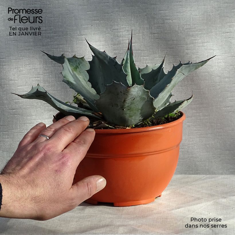 Agave ovatifolia  Pot de 3L/4L sample as delivered in winter