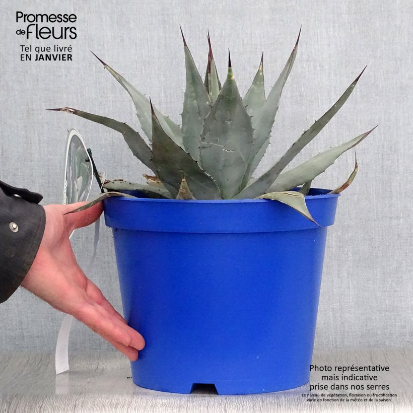 Agave parryi neomexicana Pot de 7,5L/10L sample as delivered in winter