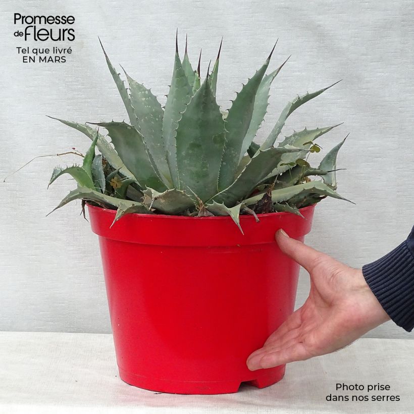Agave parryi var. neomexicana sample as delivered in spring