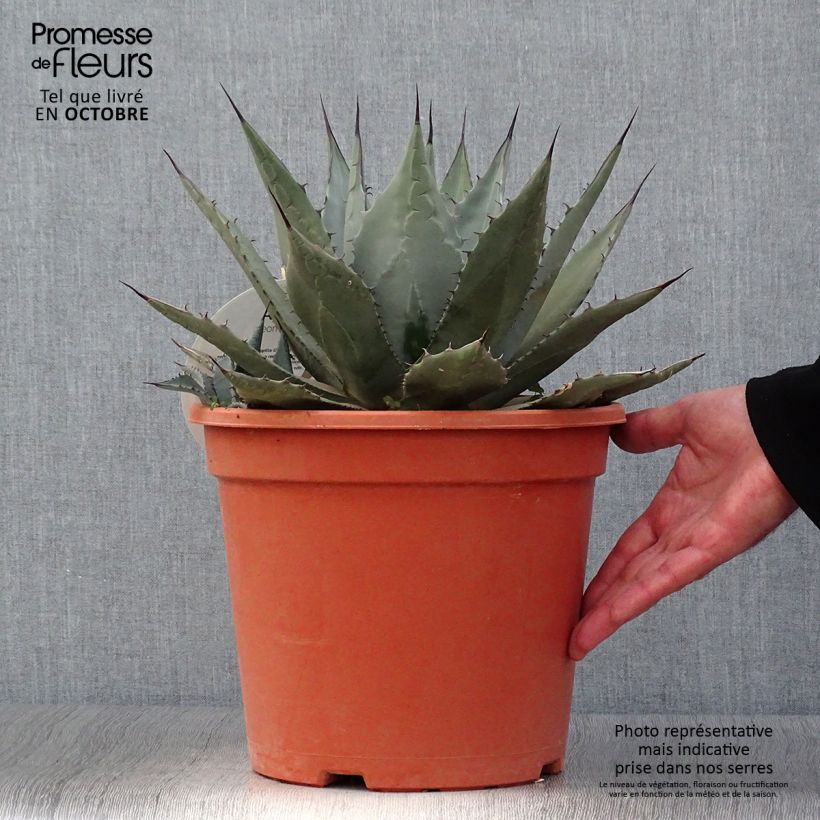 Agave parryi neomexicana Pot de 7,5L/10L sample as delivered in autumn