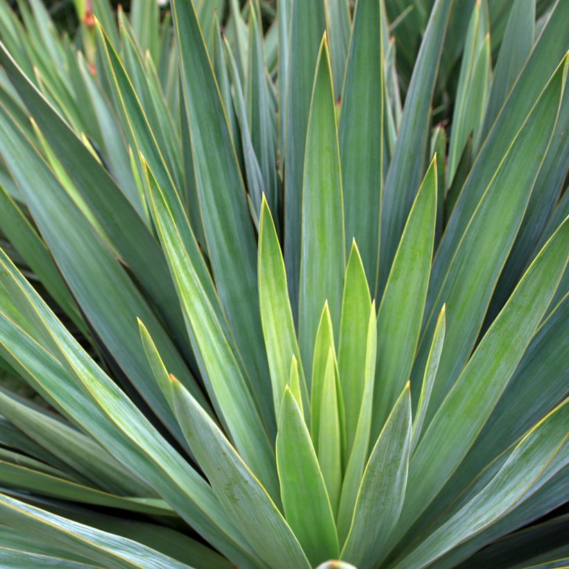 Agave sisalana - Sisal hemp (Foliage)