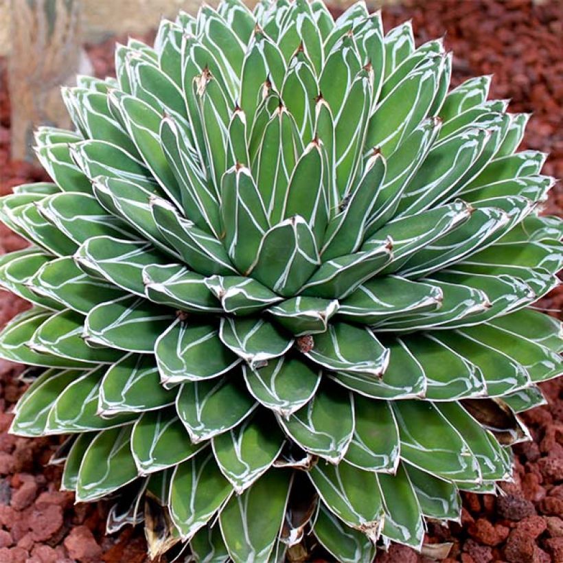Agave victoriae reginae - Queen Victorias Agave (Plant habit)