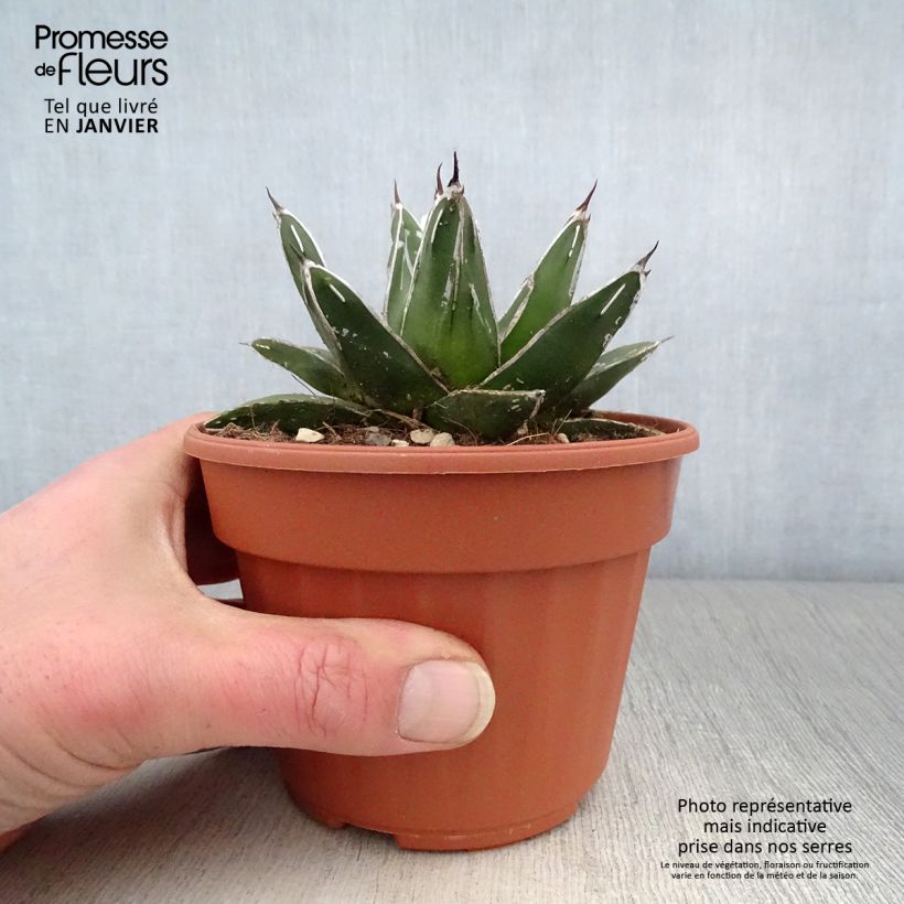 Agave victoriae reginae en pot de 13 cm sample as delivered in winter