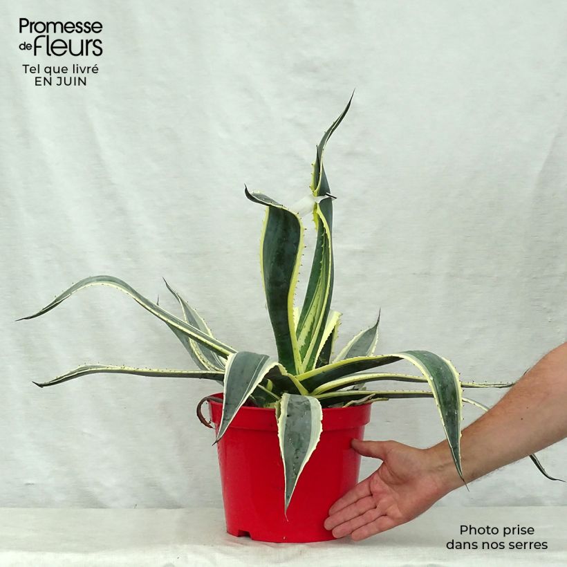 Agave americana Variegata - American Agave 2L/3L pot sample as delivered in summer