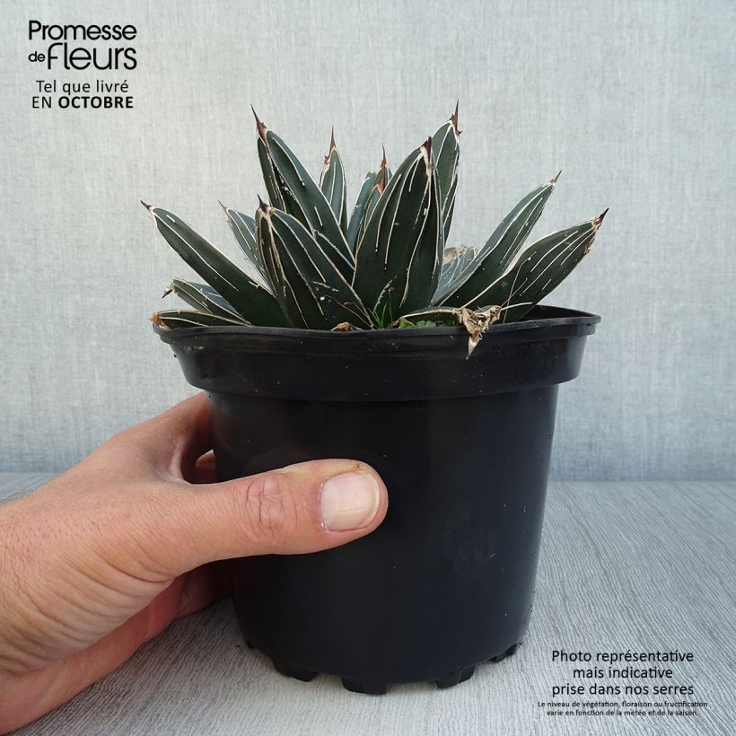 Agave victoriae reginae en pot de 3L sample as delivered in autumn