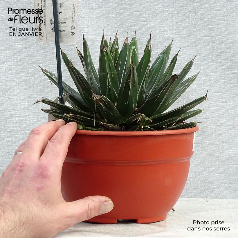 Agave victoriae reginae en pot de 3L sample as delivered in winter