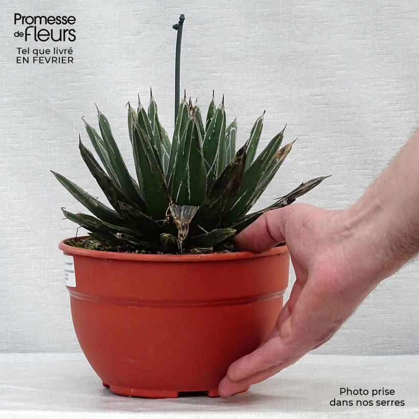 Agave victoriae reginae en pot de 5L sample as delivered in winter