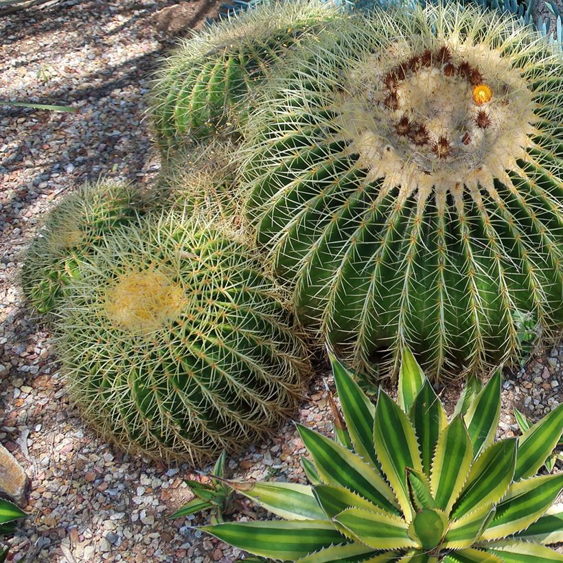 Agave lophantha Quadricolor (Plant habit)