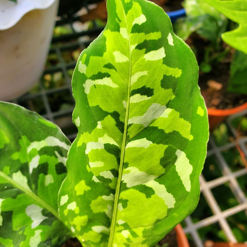 Aglaonema pictum Tricolor - Chinese evergreen (Foliage)